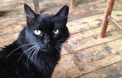 במה אתם מאמינים?