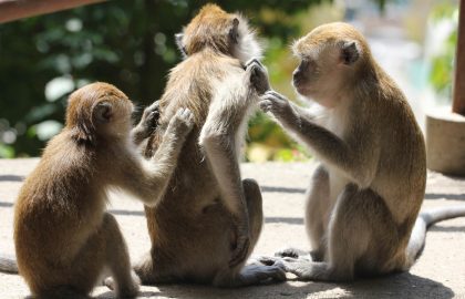 The story of the three monkeys